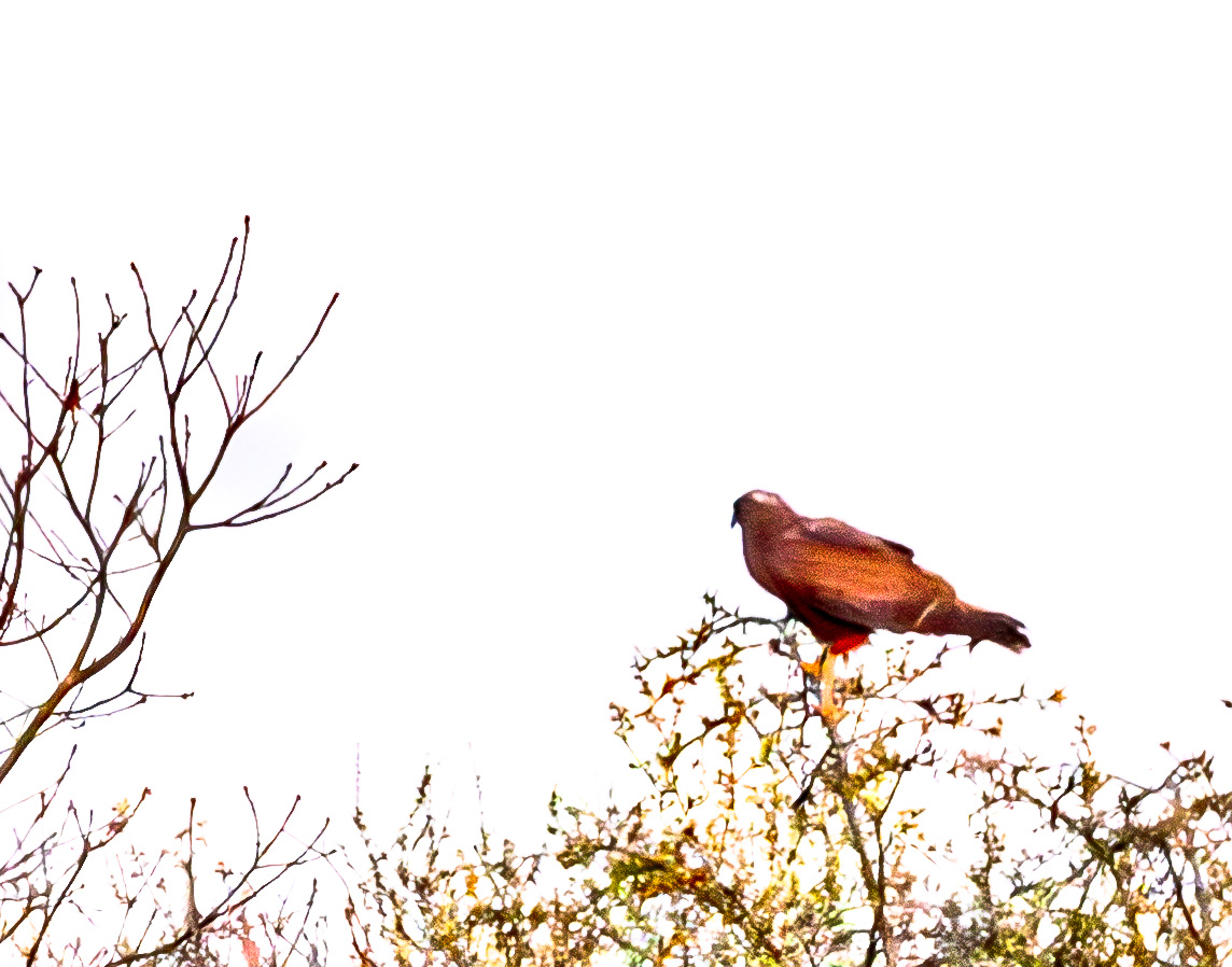 Busard des roseaux (Western Marsh Harrier, Circus aeruginosus), femelle adulte nuptiale, Réserve Naturelle de Mont-Bernanchon, Hauts de France.